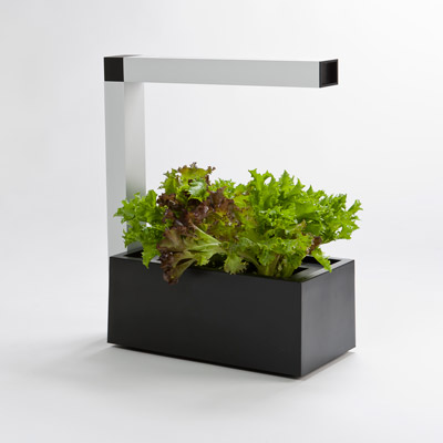 Herbie, système de culture indoor hydroponique idéal pour faire pousser des plantes aromatiques en continu