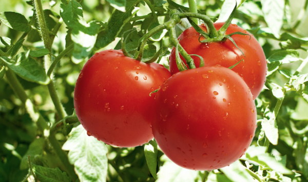Tuteur Tomate Tomato Clip